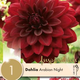 Dahlia Arabian Night